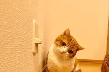 卖乖弄巧是什么动物