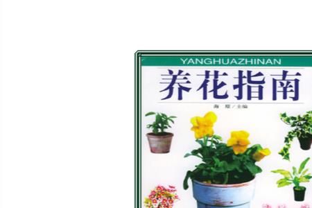 安妮花怎么养