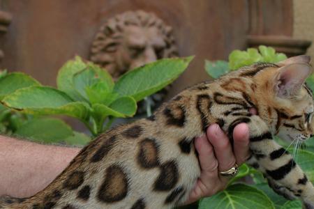 豹猫繁殖方法
