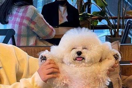 比熊不黏人怎么办