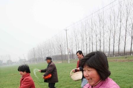 玉米田可以撒施多态尿素吗