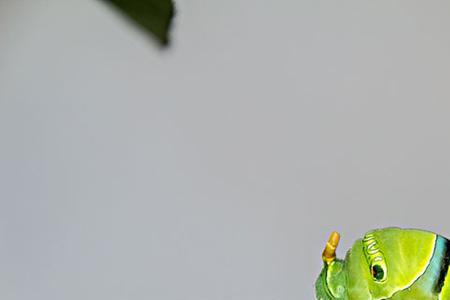 甲拌磷能杀死大青虫吗
