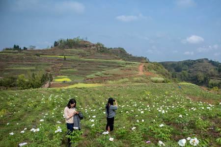 贫瘠山坡地适合种什么花好养殖