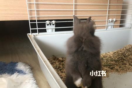 狮子兔和蓝猫一起养可以吗