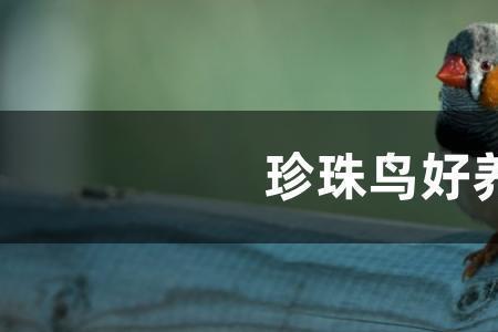 珍珠鸟为什么站不住脚