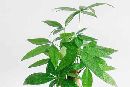发财树带根好还是不带根好呢