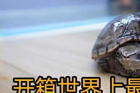 成年人把乌龟踩了一脚会死嘛