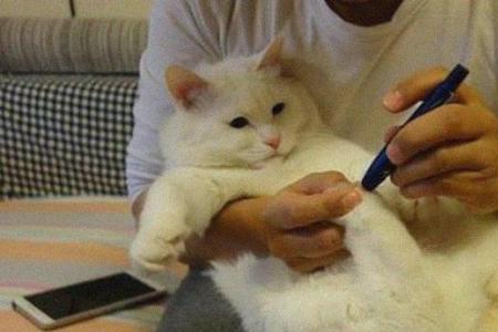 怎么给猫上户口