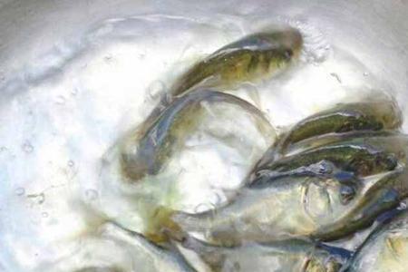 投放鲢鳙鱼苗最佳时间