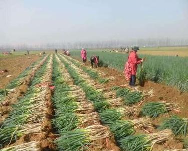 河南7月份大葱的种植方法