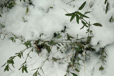 雪花飘飘满天飞歌曲原唱