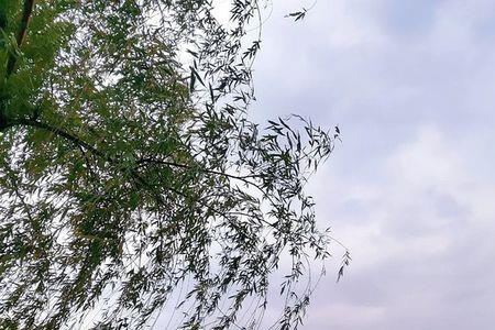 春拂柳梢君终散什么意思