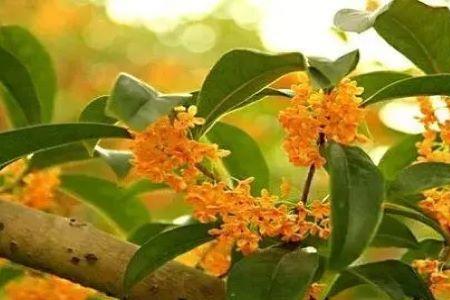 八月桂花香的的对仗词