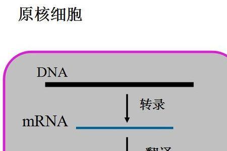 核孔只能让大分子物质通过吗