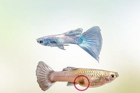 孔雀鱼还分长体和短体吗