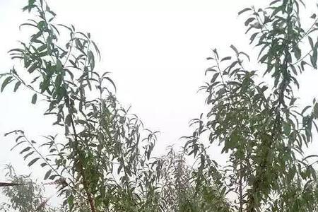桃树一棵能结果吗