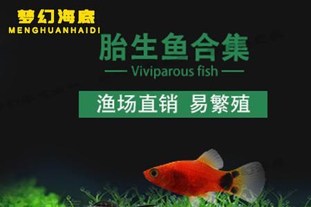 小玛丽鱼多大能合缸