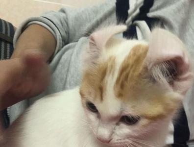 猫妈妈离开小猫后自己会回来吗