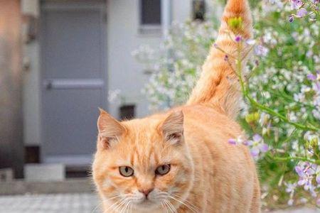 大型猫哪种捕鼠好
