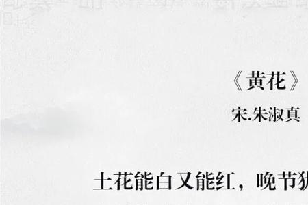 描写菊花句子,20字