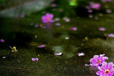 繁花开尽彼岸是什么意思