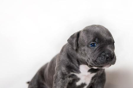 广州禁养恶霸犬吗