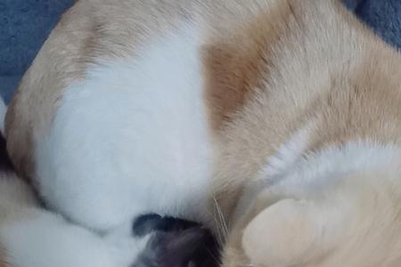 什么品种的猫比较乖，不乱跑