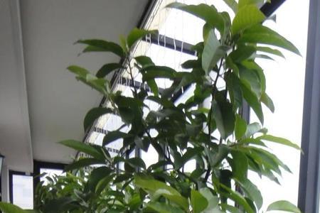 黄果兰盆栽好不好养
