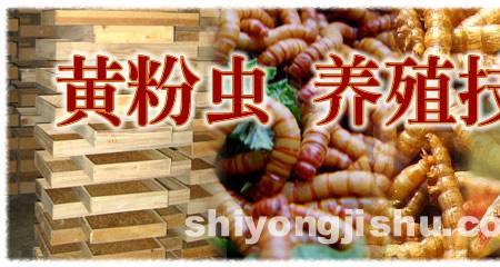 面包虫为什么要掐头