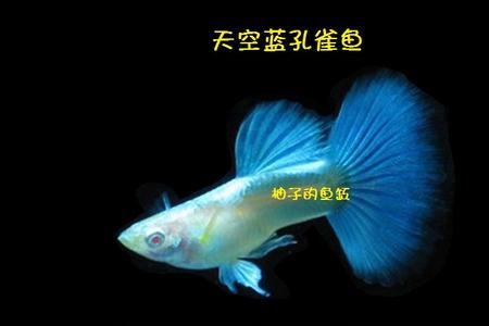 天空蓝孔雀鱼怎么区分精品