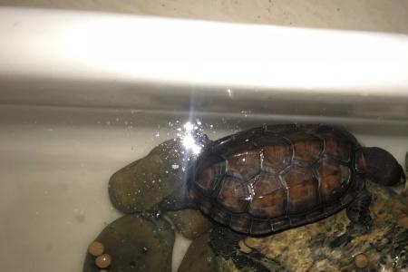 乌龟背甲变色怎么办