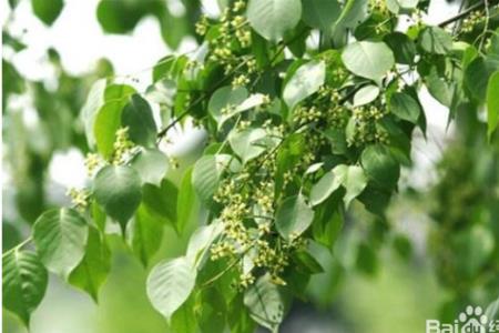 白饭豆什么时候下种