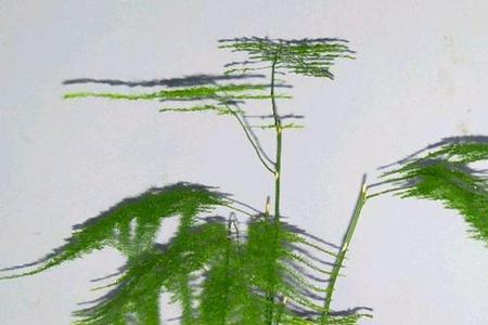 文心竹家庭养殖方法