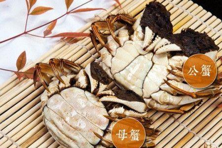 河蟹公母怎么辨认呢
