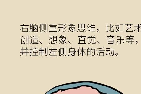人的脑子能动吗