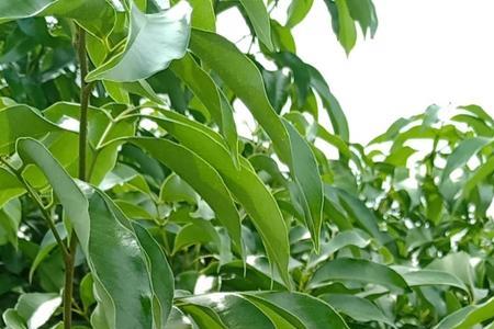荔枝树有公和母吗