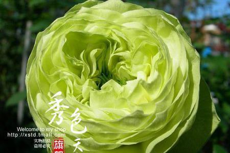 自由精神直立性好吗