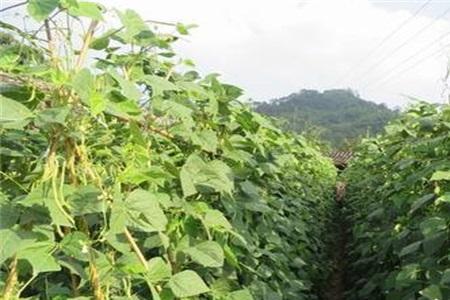 露天种植荷兰豆怎么过冬