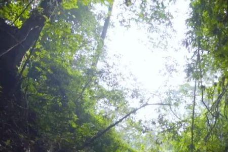 热带雨林遭遇暴风雨怎么办