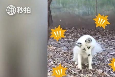 白狐狸突然来到我家是怎么回事