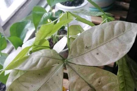 发财树上半截干枯锯掉可以吗