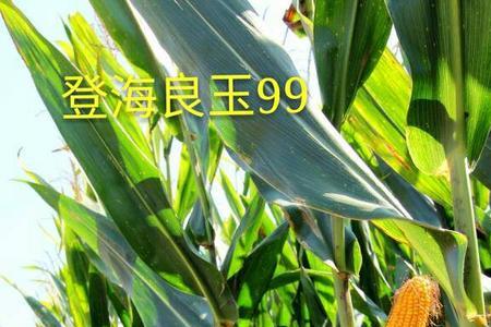 良玉4号和良星99哪个好