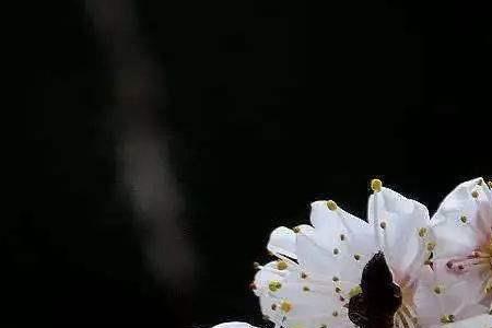 偏凌早春发应诮众芳迟什么意思
