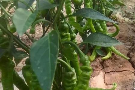 露天螺丝椒一亩可以产多少