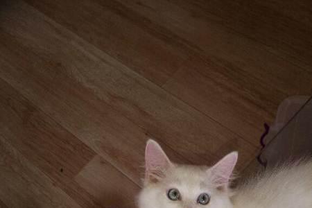 两个月的猫能跳多高