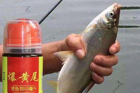 青红尾饵料配方