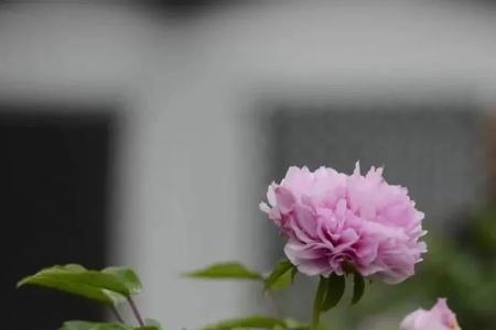 花如解语应多事的解释