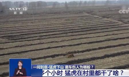 本溪发现老虎了吗
