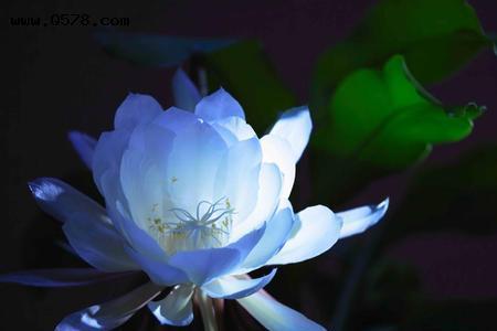 昙花一现却等待了整个白昼仿写