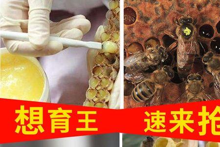 不移虫人工育王技术